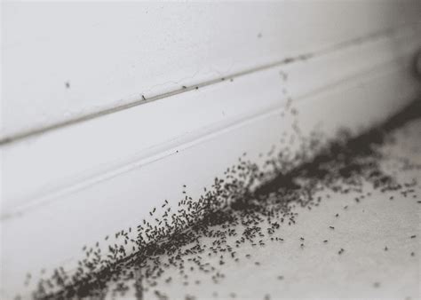 Why Do I Have Black Ants in my House? Ant Identification Guide | Pest Pros
