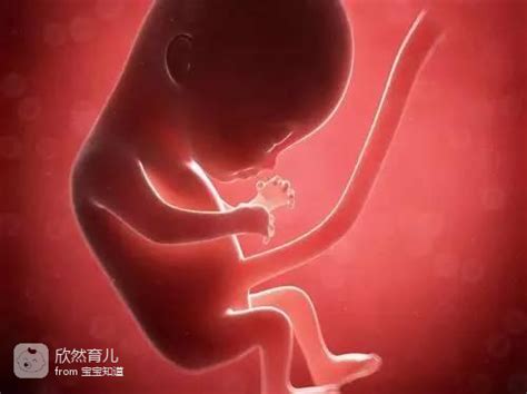 怀孕4个月的宝宝在肚子里都做些什么？答案很暖心 - 百度宝宝知道