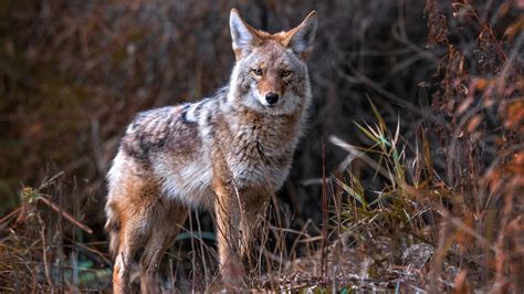 How To Protect Your Campsite From Coyotes At Night