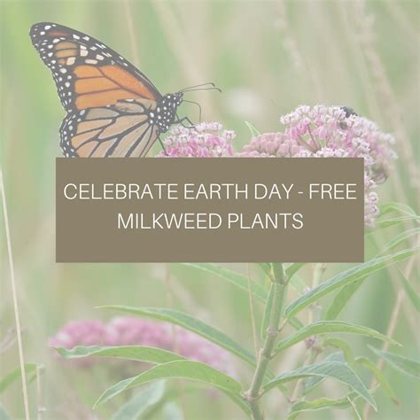Celebrate Earth Day - Free Milkweed Plants – Hope and Wildflowers