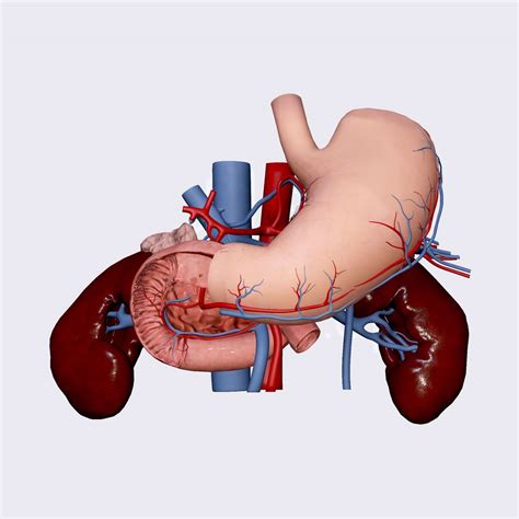 Image result for Duodenum Part