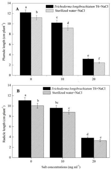 Seed Treatment with Trichoderma longibrachiatum T6 Promotes Wheat ...