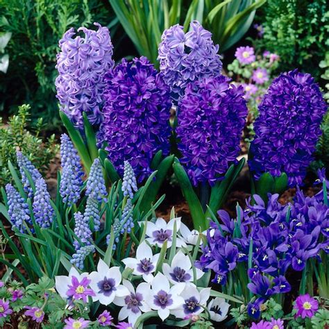 75-Count Blue Spring Flowering Garden Bulb Collection Bulbs in the ...