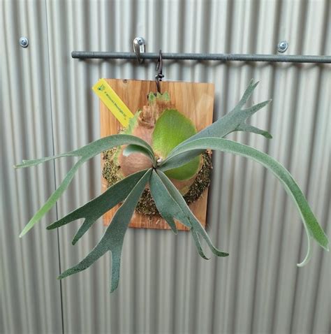 opossum(オポッサム）