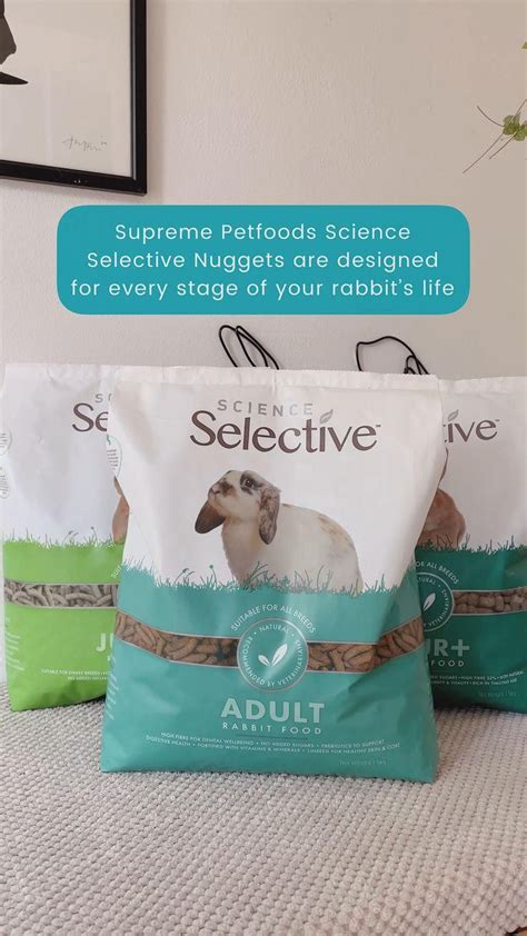 how to train indoor rabbit