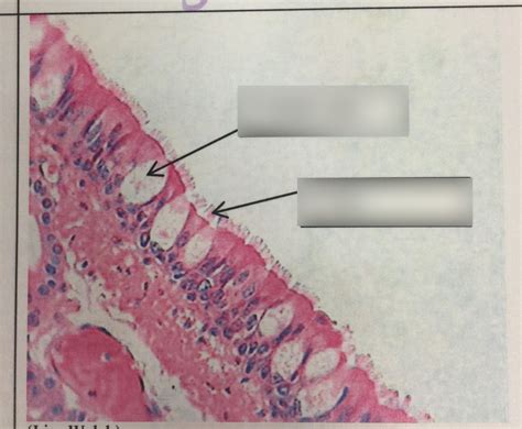 Classification of Tissues 的图像结果