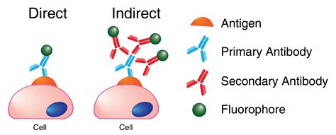 Antibody Binding Detection at Leah Crisp blog