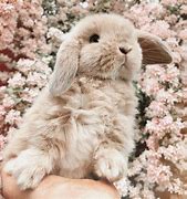 Image result for Cute Animals with Flowers Bunny