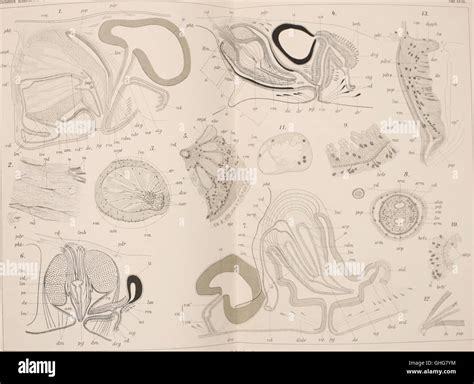 This 1908 work explores the biology and classification of Turbellaria, a group of free-living ...