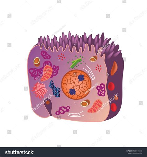 Human Cell Structure 的图像结果