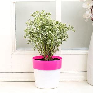 Floweraura Aralia Plant Price in India - Buy Floweraura Aralia Plant ...