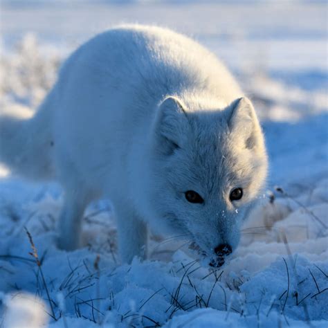 Snow Foxes Habitat