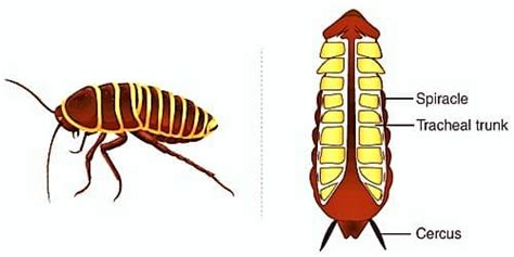 Cockroach Respiratory System 的图像结果