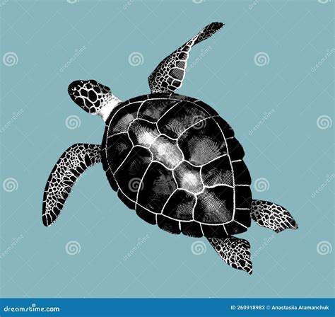 Engraving of a Sea Turtle. Realistic Illustration of a Turtle, Black ...