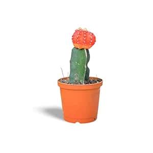 Creative Farmer Cactus Live Plants Gymnocalycium Orange 5.5 Cm.Pot ...