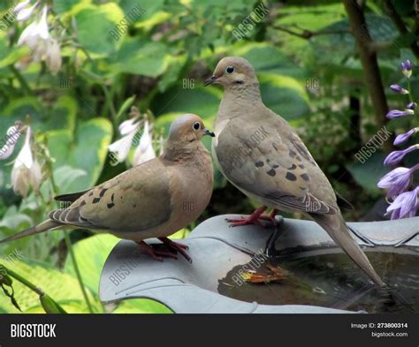 Two Turtle Doves
