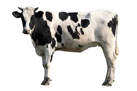 Image result for Cow Pi Python