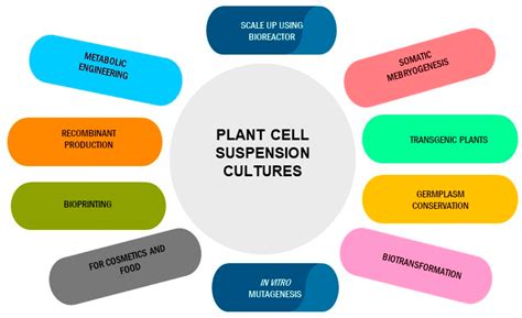 Plant Cell Cultures: Biofactories for the Production of Bioactive Compounds