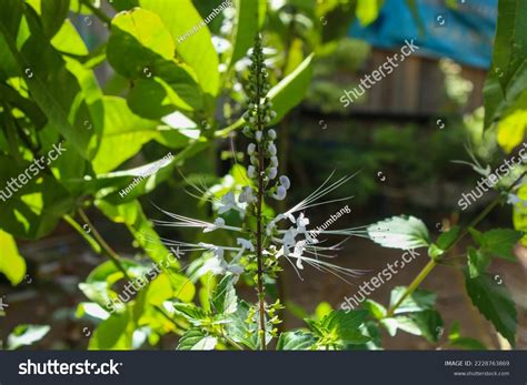 Cats Whiskers Plant Scientific Name Orthosiphon Stock Photo 2228763869 ...