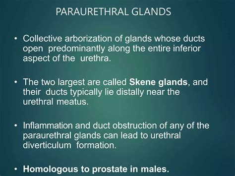 anatomy of female genital tract.pptx