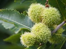 fiori di bach menopausa sweet chestnut fiori di bach in menopausa menopausa fiori di bach menopausa sweet chestnut fiori di bach in menopausa menopausa