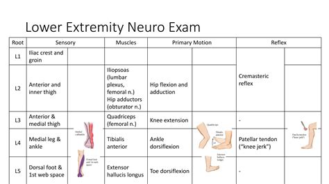 NEUROLOGICAL EXAM.pptx
