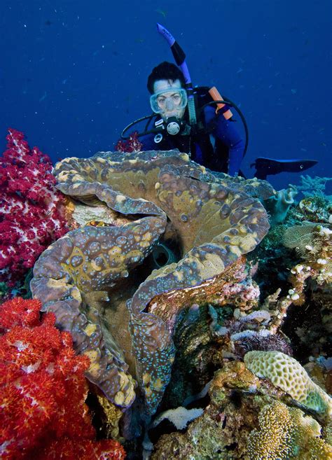 Photos of clams and cockles - Family Cardiidae