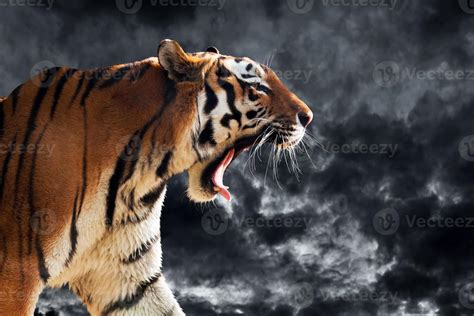 Tiger Growling Side View