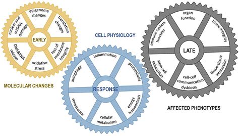 Aging Model 的图像结果