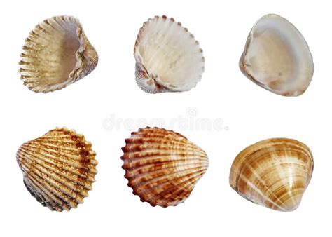 Image result for Scallop Shell Inside