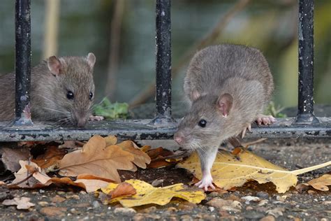 Do House Mice Spread Disease at Corazon Stafford blog