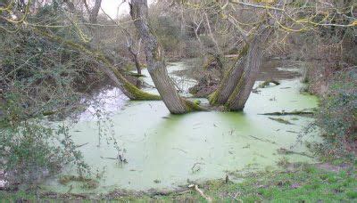 Primitive Videos 的图像结果