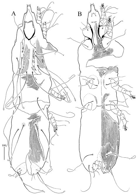 First Detection of Wolbachia in Namibian Bird Ectoparasites ...
