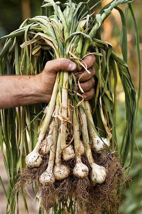 plant garlic