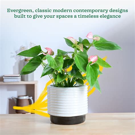 Untold stories Ceramic Planter – Ugaoo