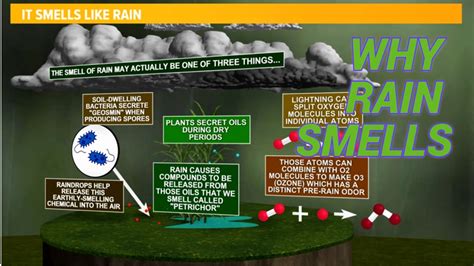 What does rain smell like and why does it smell? | firstcoastnews.com