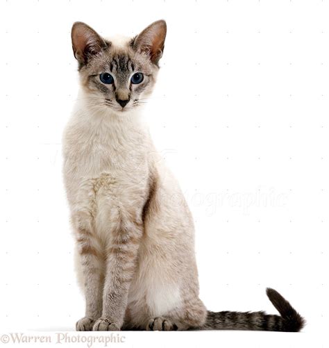 Blue tabby-point Siamese male cat photo WP16659