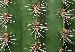 Image result for Cactus Spines Earrings