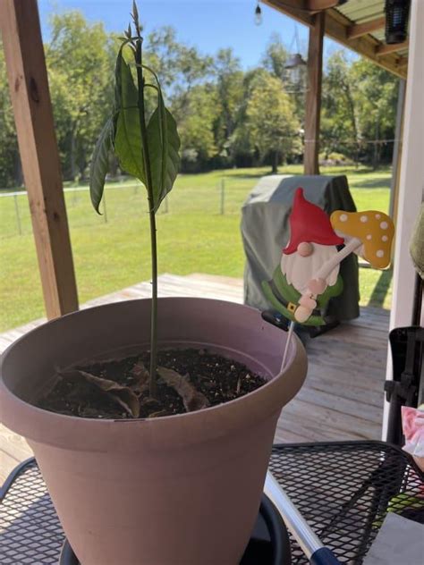 Mushroom Gnome Metal Yard Pick, 18" | At Home