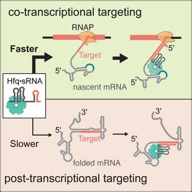 Small Activatingrna 的图像结果