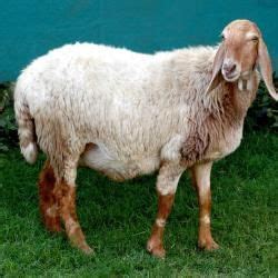 Sheep, Pigs, Horses and Mules - Biology for Grade 12 PDF Download