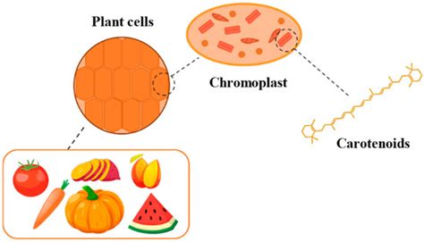 Green Enzymatic Recovery of Functional Bioactive Compounds from Unsold ...