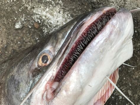 Catfish Teeth - Angelica Gosta