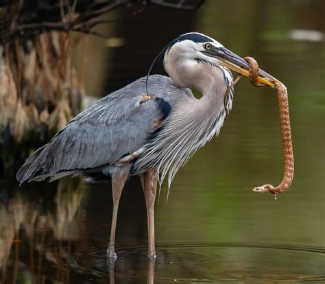 Great blue heron an underrated bird of prey. @NikonUSA #d850pic.twitter ...