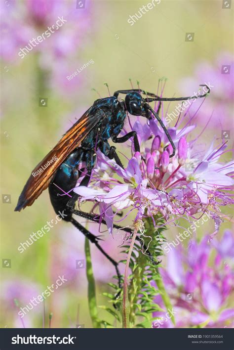 Iridescent Blueblack Tarantula Hawk Wasp Stock Photo 1901359564 ...