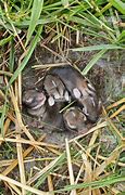 Image result for Newborn Baby Rabbits Found in Yard