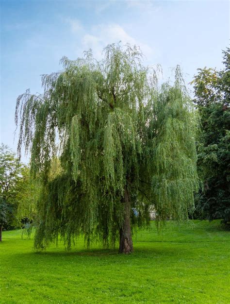9 Fastest Growing Large Trees (And Where They Grow) - Tree Journey