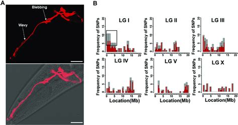 Image result for Forward Genetic Screen