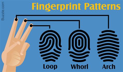 Image result for Basic Patterns of Fingerprints