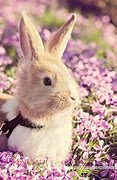 Image result for Baby Bunny with Flowers